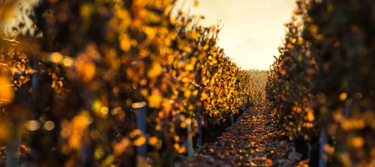 Autumn in the vineyards Autumn in the vineyards