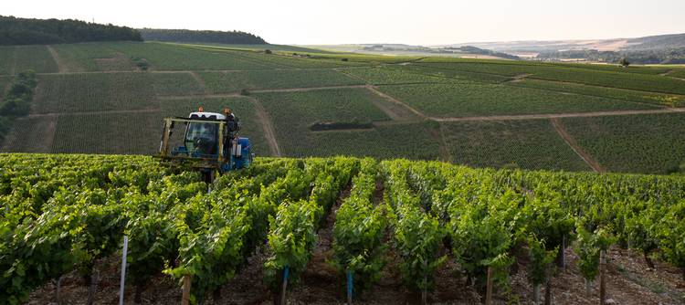 SUMMER IN THE VINEYARDS