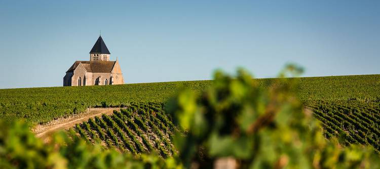Chablis wines: Taste this special corner of the world
