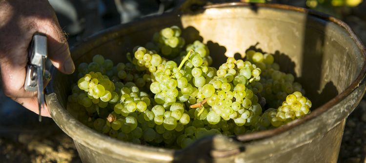 After the harvests, it’s time to work in the winery After the harvests, it’s time to work in the winery