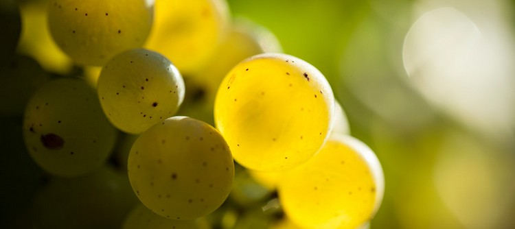 2025: An Early Vintage with Strong Potential