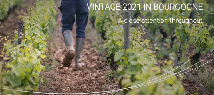 2021 vintage in Bourgogne: A close care throughout 2021 vintage in Bourgogne: A close care throughout
