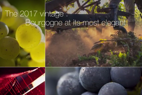 The 2017 vintage: Bourgogne at its most elegant